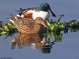 Attēlu rezultāti vaicājumam “Anas clypeata male”