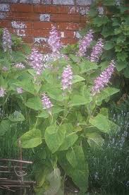 Image result for Salvia sclarea