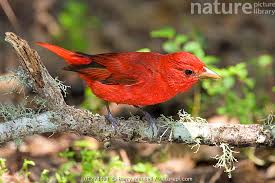 Image result for Piranga rubra