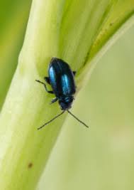 Attēlu rezultāti vaicājumam “Altica sp.”