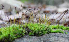 Attēlu rezultāti vaicājumam “Tortula muralis sporophyte”