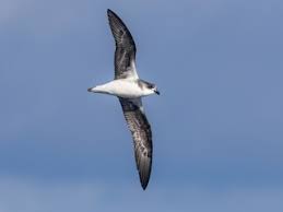 Image result for Pterodroma feae