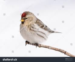 Attēlu rezultāti vaicājumam “Carduelis flammea female”