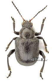 Attēlu rezultāti vaicājumam “Adoxus obscurus”