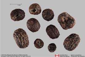 Attēlu rezultāti vaicājumam “Galium rivale fruit”