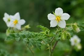 Attēlu rezultāti vaicājumam “Chenopodium acerifolium flower”