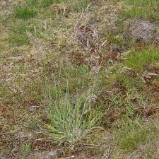 Attēlu rezultāti vaicājumam “Holcus lanatus”