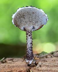 Attēlu rezultāti vaicājumam “Strobilomyces strobilaceus”