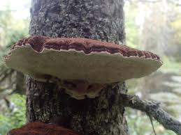 Attēlu rezultāti vaicājumam “Ischnoderma benzoinum”