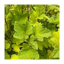 Attēlu rezultāti vaicājumam “Ribes nigrum fruit”