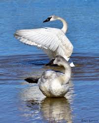 Attēlu rezultāti vaicājumam “Cygnus columbianus adult”
