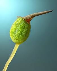 Attēlu rezultāti vaicājumam “Philonotis marchica sporophyte”