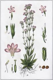 Image result for Centaurium erythraea