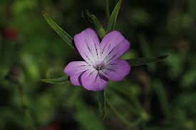 Image result for Kornrade