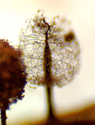 Attēlu rezultāti vaicājumam “Comatricha meandrispora”