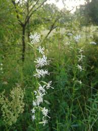 Attēlu rezultāti vaicājumam “Silene tatarica”