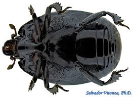 Attēlu rezultāti vaicājumam “Histeridae”