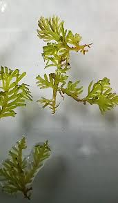 Attēlu rezultāti vaicājumam “Riccardia multifida”