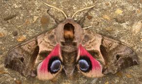 Attēlu rezultāti vaicājumam “Smerinthus ocellata”