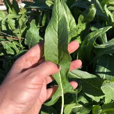 Attēlu rezultāti vaicājumam “Bunias orientalis”