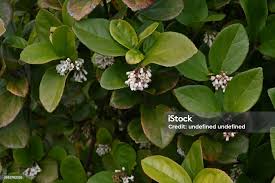 Attēlu rezultāti vaicājumam “Adoxaceae”