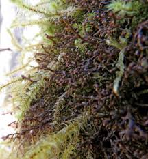 Attēlu rezultāti vaicājumam “Frullania tamarisci”