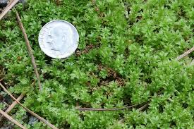 Attēlu rezultāti vaicājumam “Plagiomnium cuspidatum sporophyte”