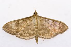 Attēlu rezultāti vaicājumam “Pleuroptya ruralis”