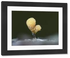 Attēlu rezultāti vaicājumam “Hemitrichia calyculata”