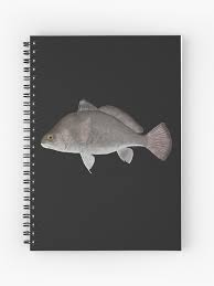 Image result for Aplodinotus grunniens