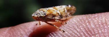 Attēlu rezultāti vaicājumam “Aphrophora salicina”