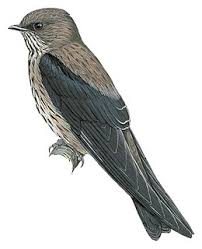 Attēlu rezultāti vaicājumam “Hirundinidae”