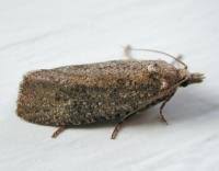 Attēlu rezultāti vaicājumam “Epiblema grandaevana”