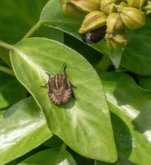 Attēlu rezultāti vaicājumam “Graphosoma lineatum nymph”