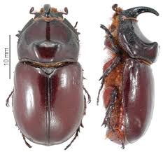 Attēlu rezultāti vaicājumam “Oryctes nasicornis”