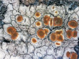 Attēlu rezultāti vaicājumam “Caloplaca scopularis”