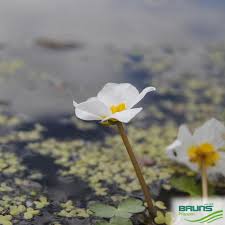 Attēlu rezultāti vaicājumam “Hydrocharis morsus-ranae flower”