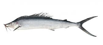 Image result for Istiompax indica