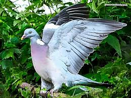 Attēlu rezultāti vaicājumam “Columba palumbus adult”