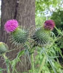 Attēlu rezultāti vaicājumam “Cirsium vulgare”