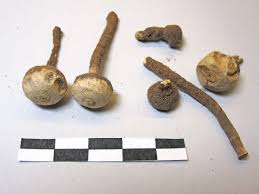 Attēlu rezultāti vaicājumam “Tulostoma fimbriatum”