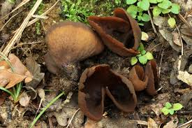 Attēlu rezultāti vaicājumam “Otidea bufonia”