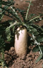 Image result for Raphanus sativus ssp. Oleiformes