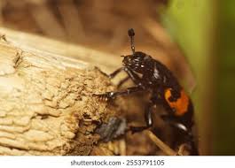 Attēlu rezultāti vaicājumam “Nicrophorus investigator”