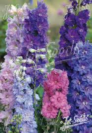 Attēlu rezultāti vaicājumam “Mnium stellare”