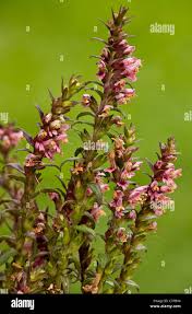 Attēlu rezultāti vaicājumam “Odontites vulgaris leaf”