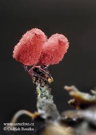 Attēlu rezultāti vaicājumam “Arcyria denudata macro”