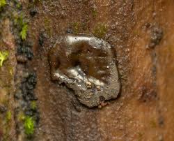 Attēlu rezultāti vaicājumam “Dianema depressum macro”