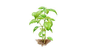 Image result for Basilikum