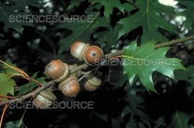 Attēlu rezultāti vaicājumam “Quercus rubra fruit”
